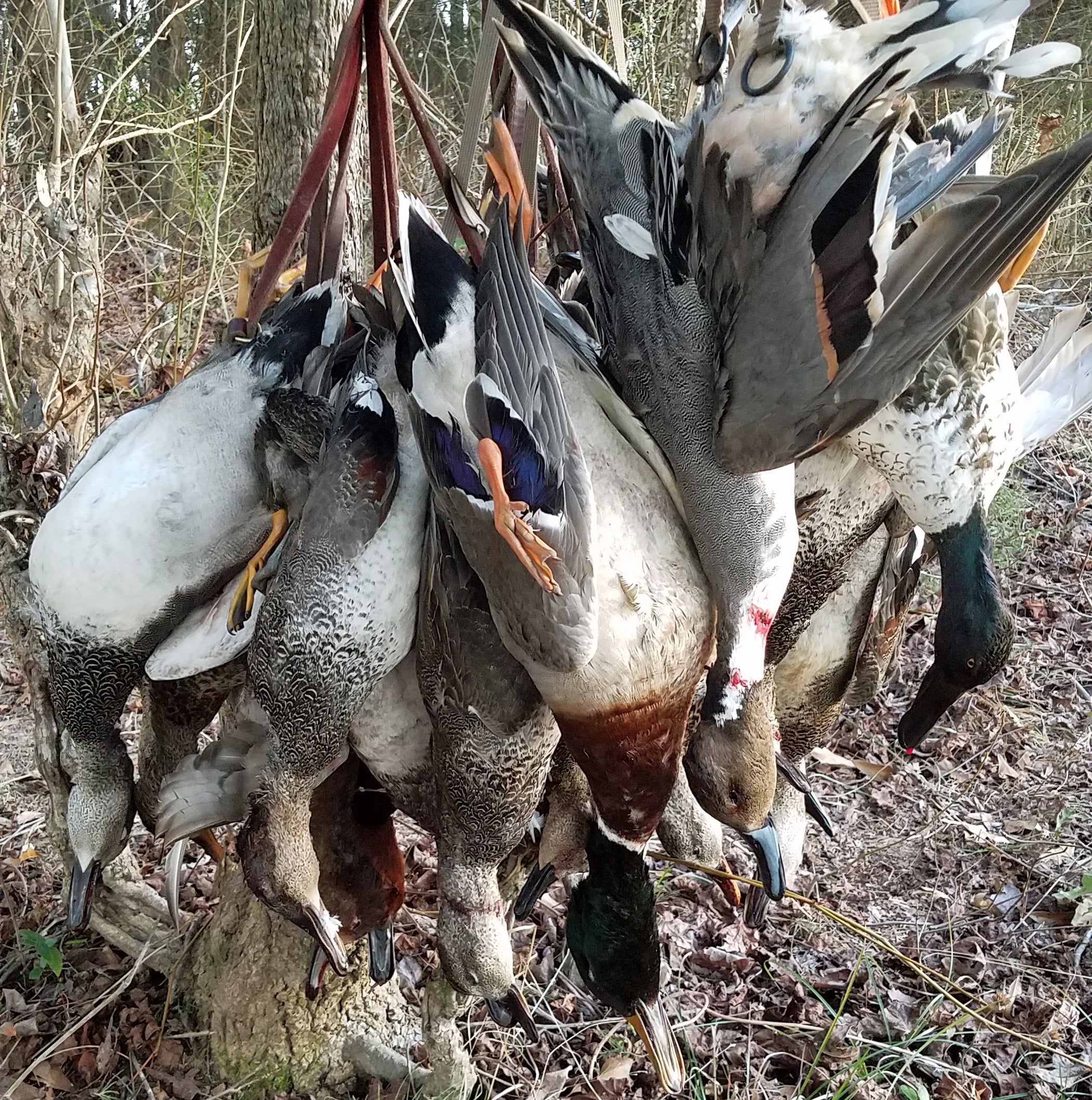When Does Duck Season Start In Alabama